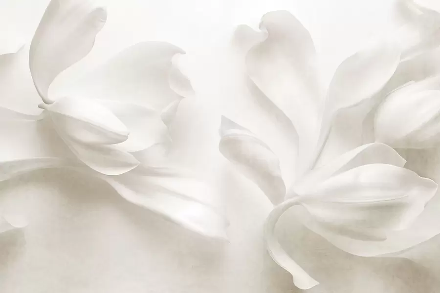 murales de pared Flores de magnolia blancas con textura y pétalos delicados, sobre un fondo claro difuminado w09771