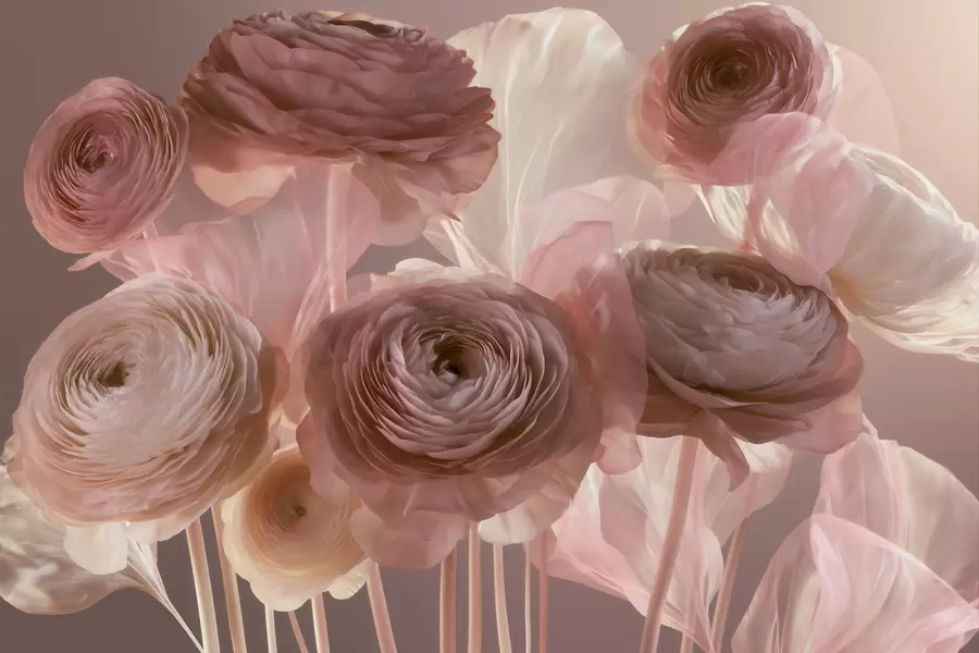 murales de pared Grandes flores de ranúnculo de estilo artístico en suaves tonos rosa y crema w09921