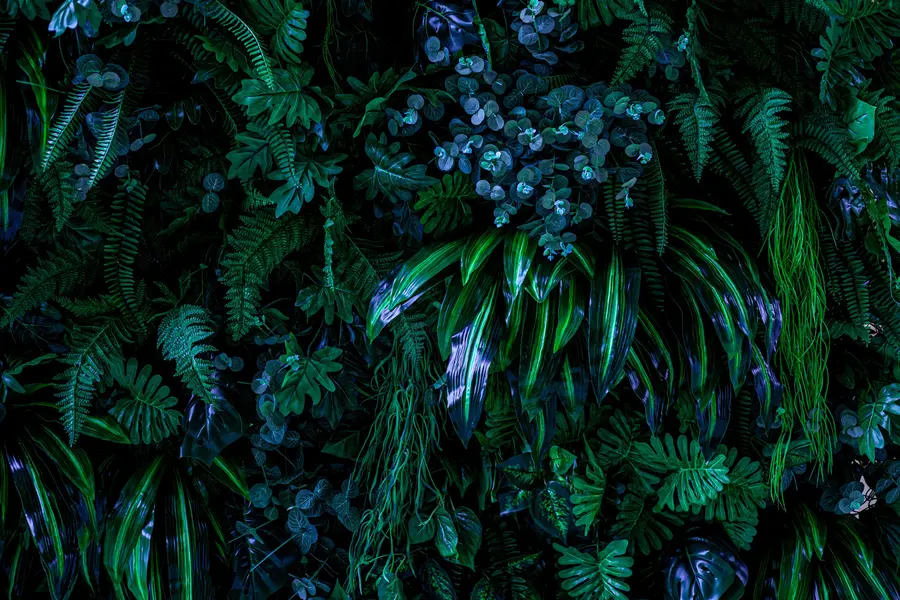 murales de pared Trópicos en la temporada de lluvias u72348