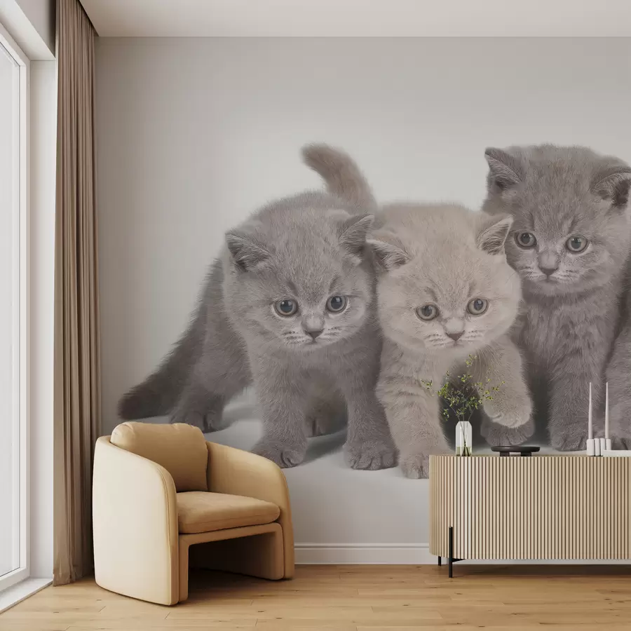 murales de pared Ojo, gato y carnívoro u55076